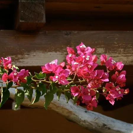 Bed & Breakfast Domo De Resteblas Berchidda