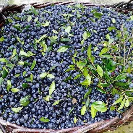 Domo De Resteblas Berchidda