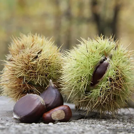 Domo De Resteblas Bed & Breakfast